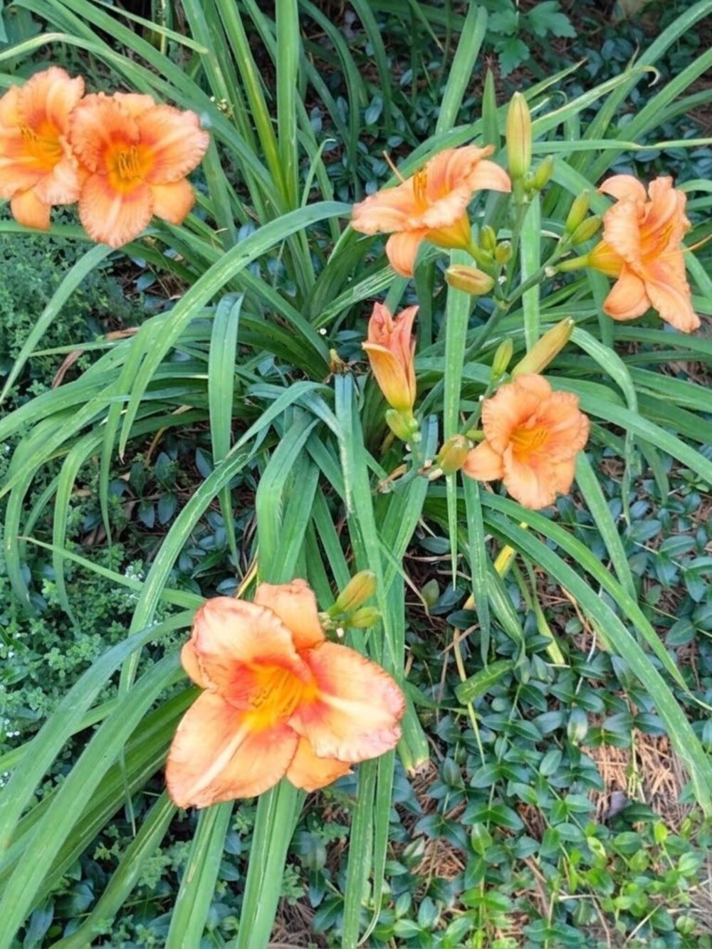 10 Fans Orange Bloom Daylilies Perennial Bare Root Live Plants Ruffled Flowers